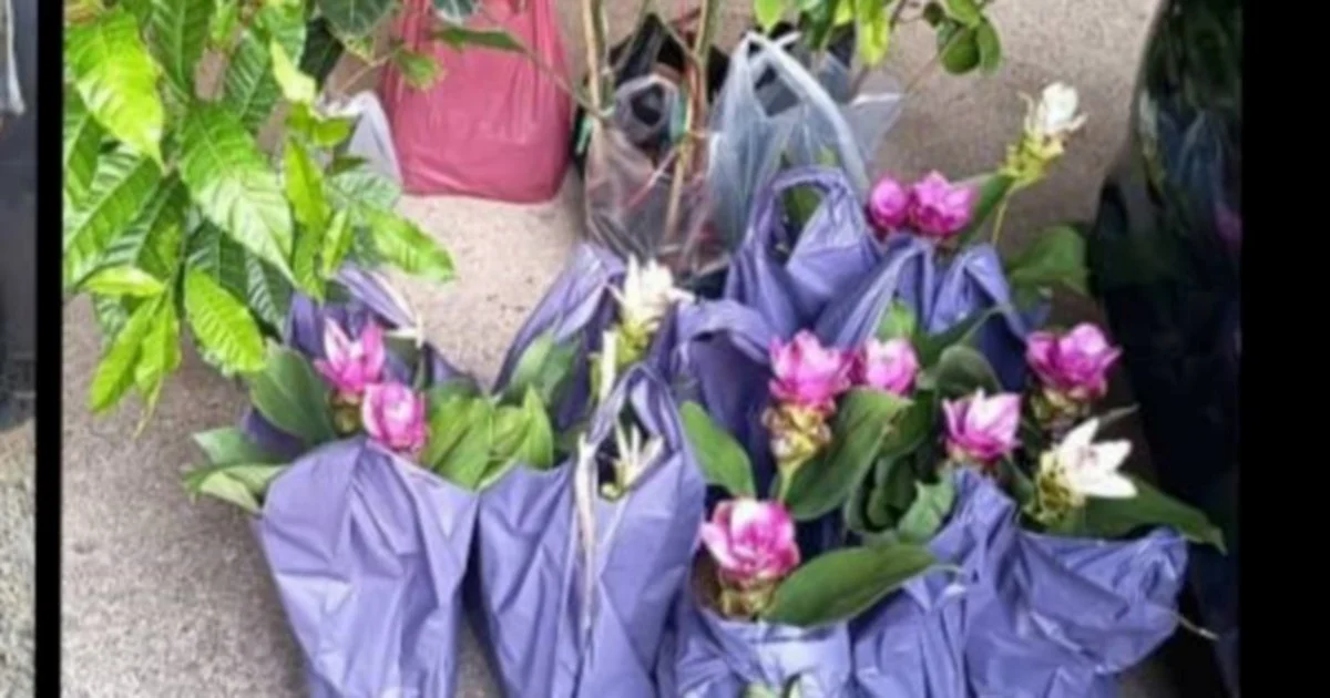 Two Elderly Women Detained Over Illegal Plant Seedling Smuggling from Thailand