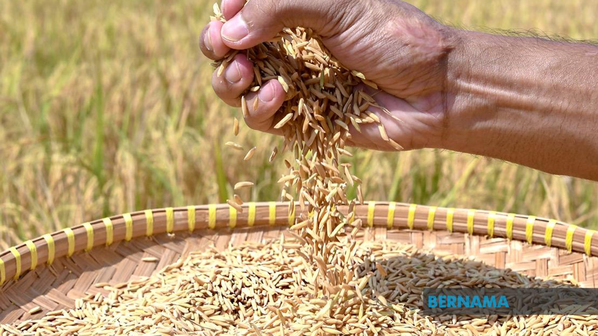 Indonesia Pursuing Rice Export Deals With Malaysia and Singapore as Bulog Waits for Green Light