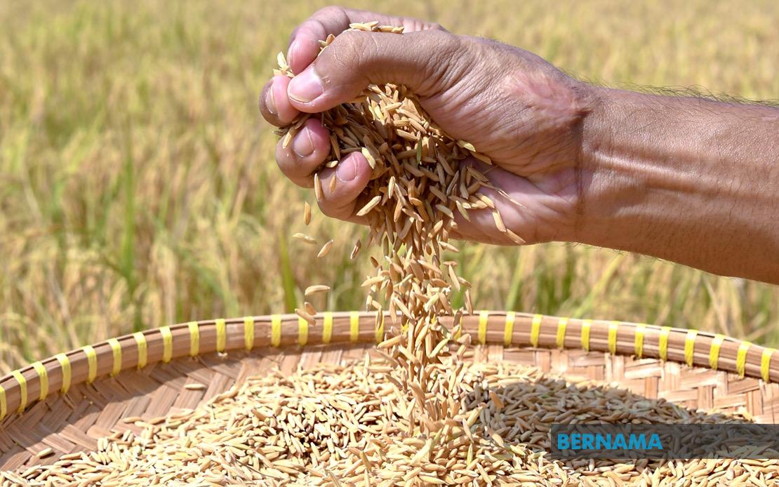 Indonesia Pursuing Rice Export Deals With Malaysia and Singapore as Bulog Waits for Green Light