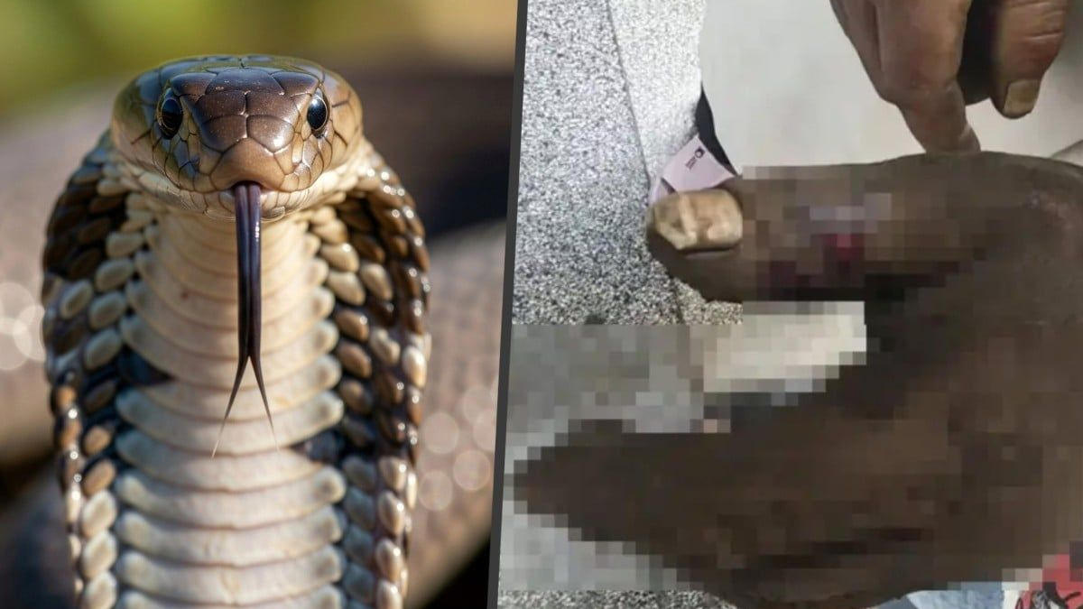 Cobra Bite Rescue Attempt Backfires: Wife Poisons Herself While Saving Husband in Yunnan