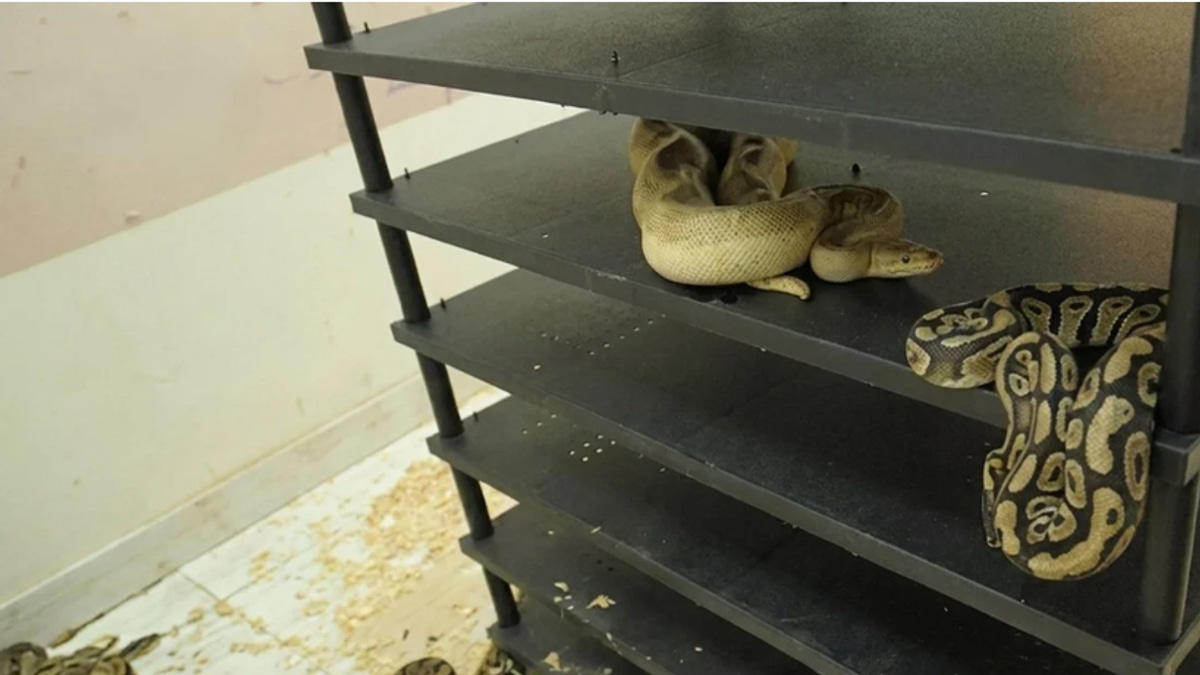 Chinese Man Sentenced for Illegal Breeding of 300 Pythons in Residential Flat