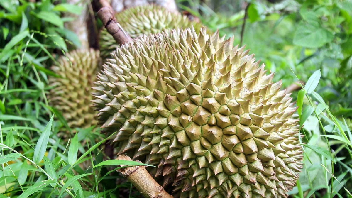 Four men held over durian and motorcycle theft at Melaka orchard