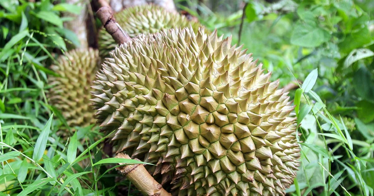 Four men held over durian and motorcycle theft at Melaka orchard