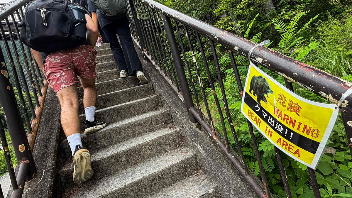 Japan deploys wildlife cameras to track surging bear population amid deadly attacks