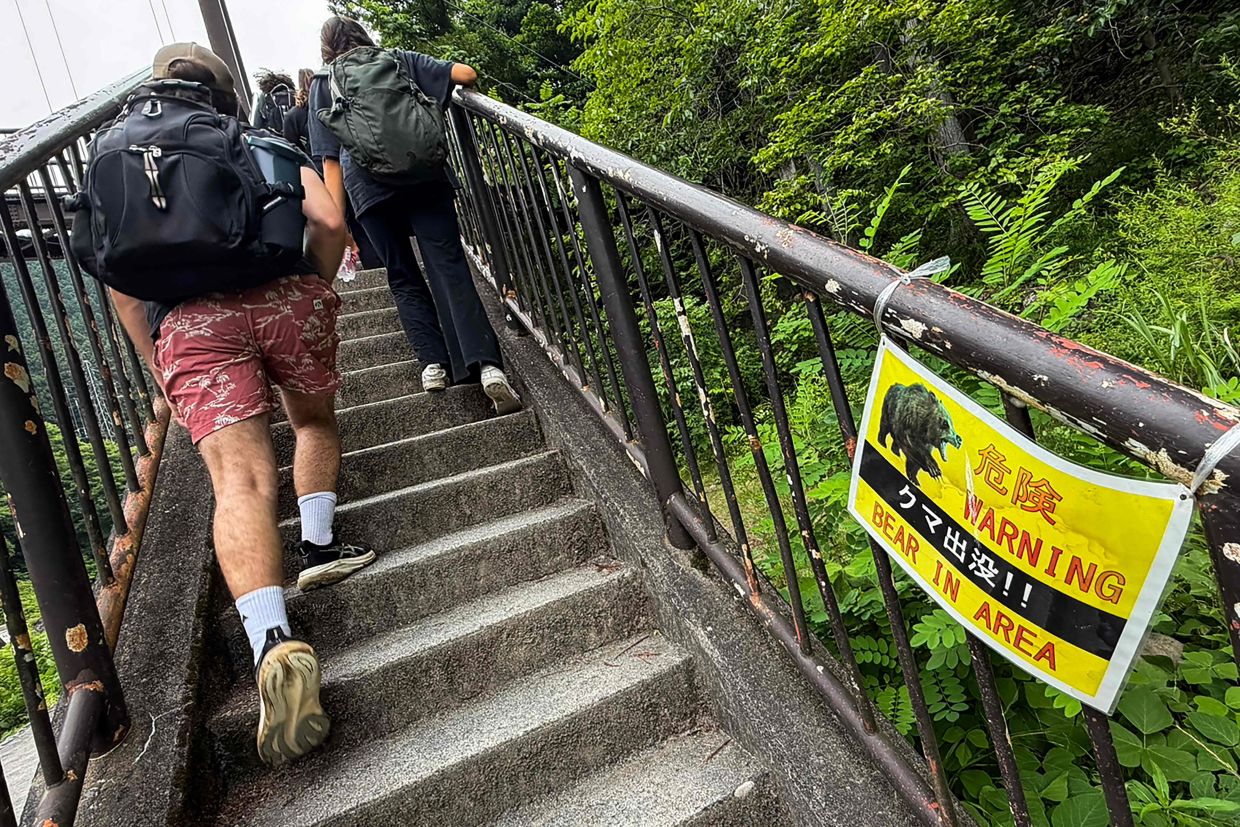 Japan deploys wildlife cameras to track surging bear population amid deadly attacks