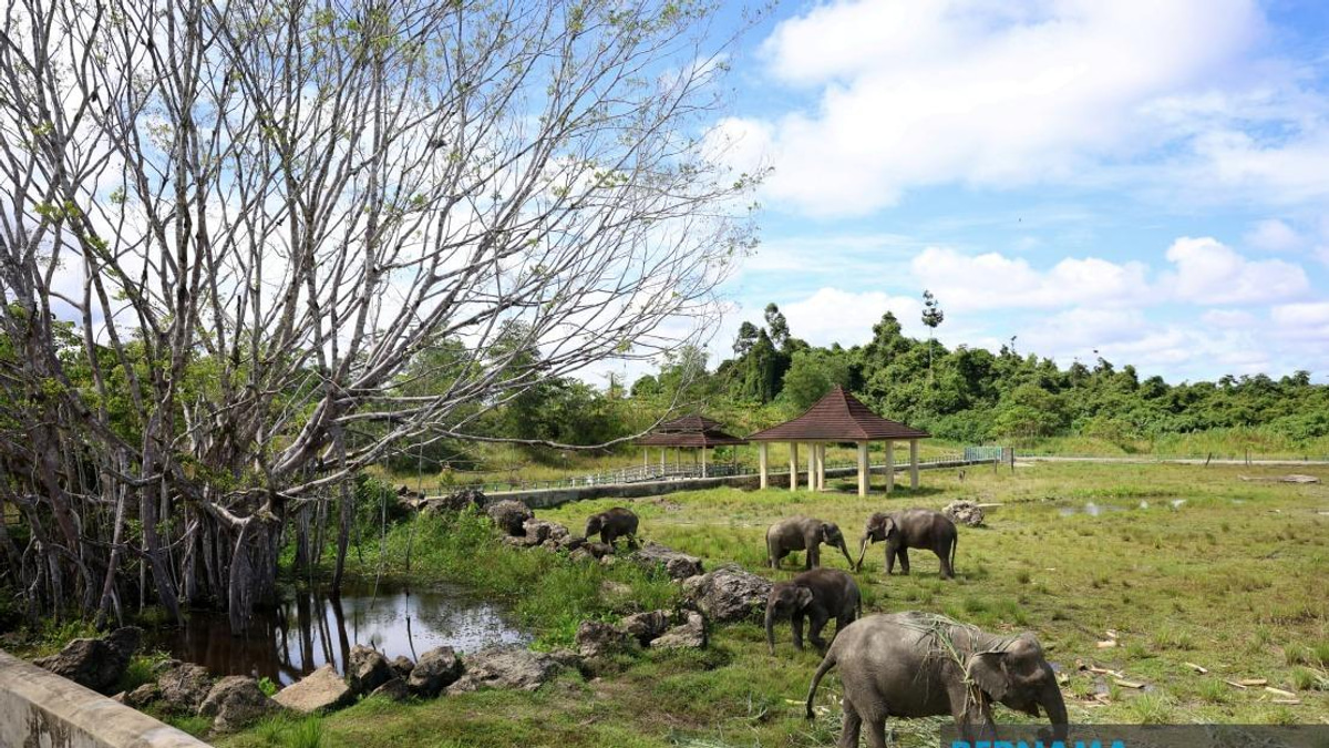 Sabah Eyes Expansion of Tawau Elephant Sanctuary Model Across State