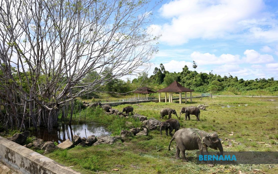 Sabah Eyes Expansion of Tawau Elephant Sanctuary Model Across State