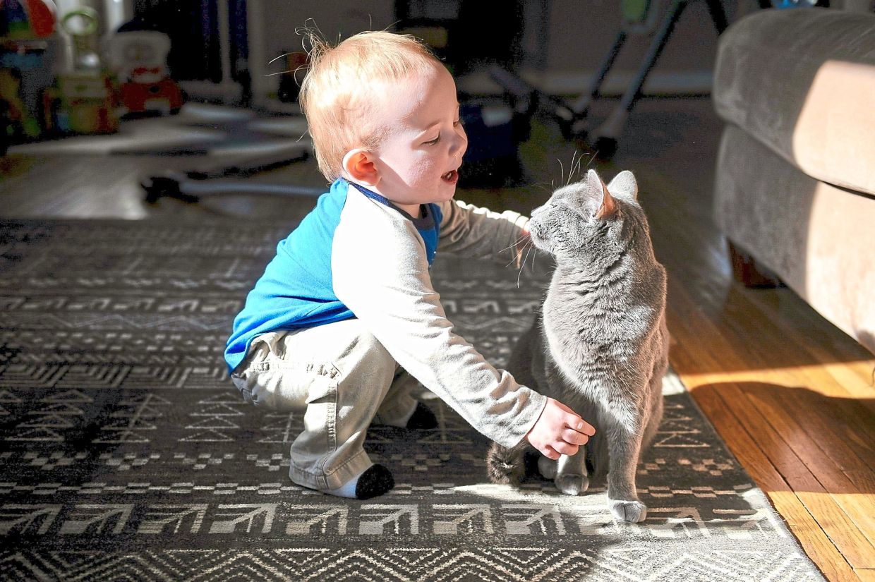 Swedish Study Challenges Common Belief That Pet Cats Worsen Childhood Asthma