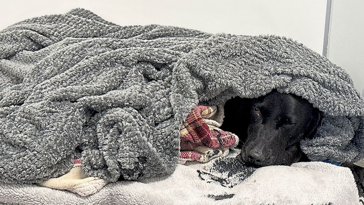 British dog owner recounts harrowing mountain rescue after pet accidentally consumes cannabis
