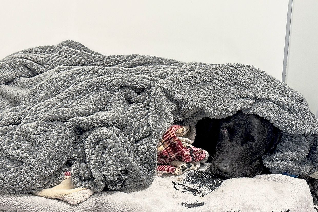 British dog owner recounts harrowing mountain rescue after pet accidentally consumes cannabis
