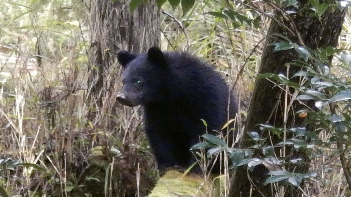 Japan's Bear Crisis Sparks Harassment Wave Against Local Officials