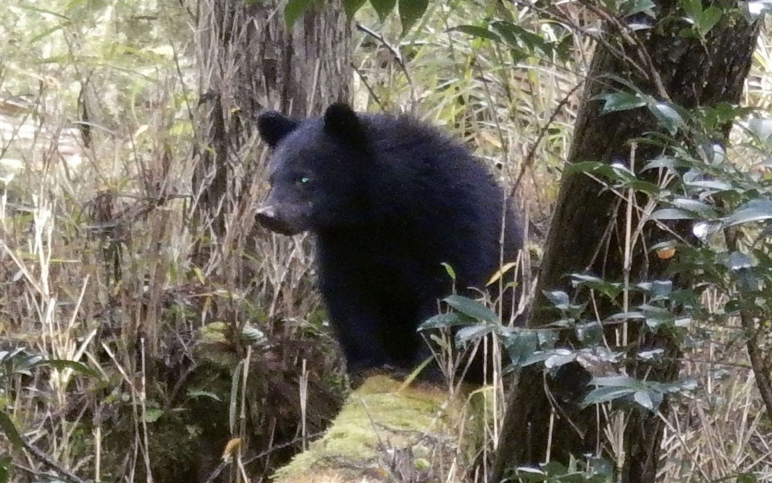 Japan's Bear Crisis Sparks Harassment Wave Against Local Officials