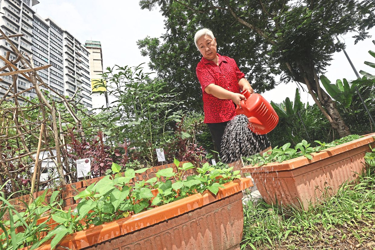 From Wasteland to Wellness: How Kuala Lumpur's First Community Food Forest Is Transforming Senior Living
