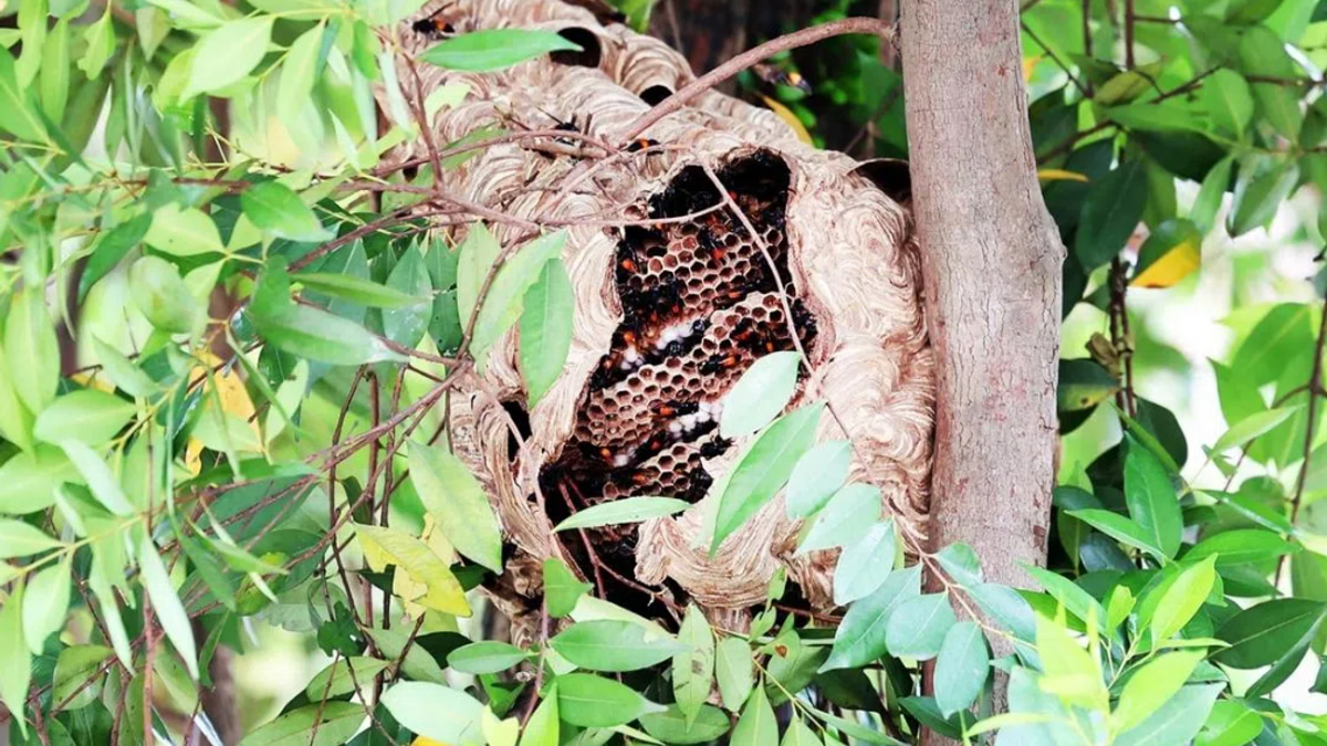 Four hospitalised after hornet swarm attack at Singapore market; nest safely removed