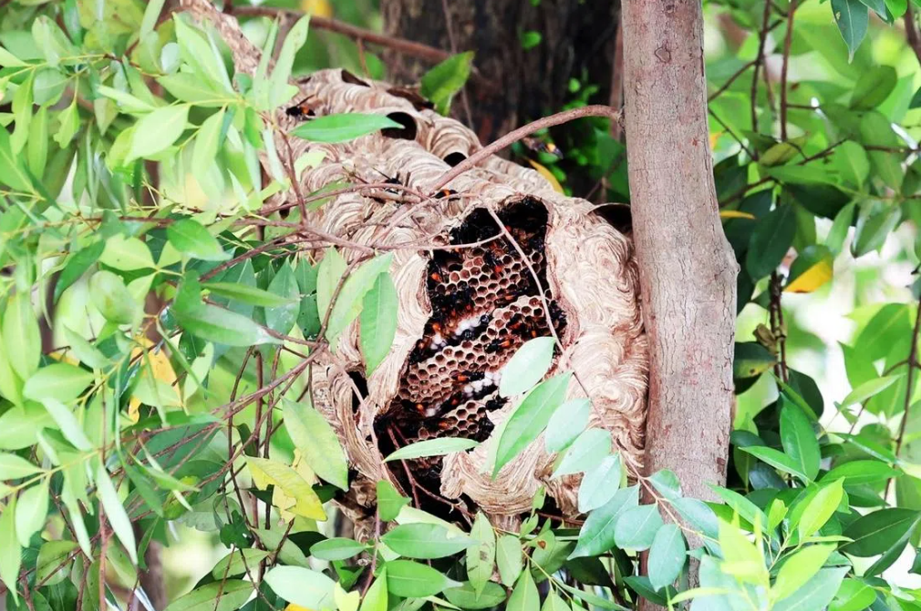 Four hospitalised after hornet swarm attack at Singapore market; nest safely removed