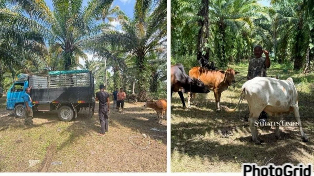 Police Dismantle Cattle Theft Ring in East Coast; 10 Arrested, 32 Animals Recovered