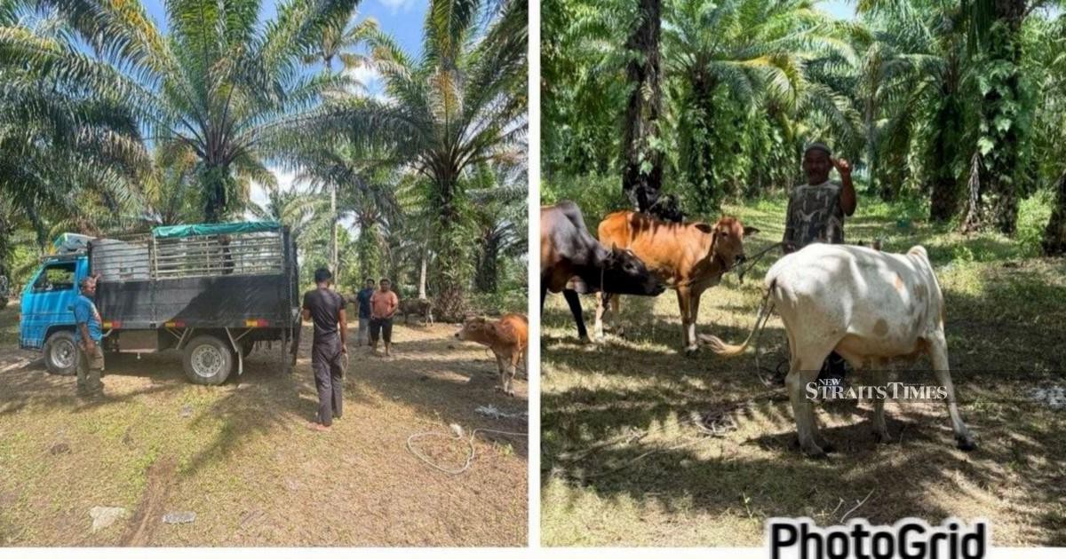 Police Dismantle Cattle Theft Ring in East Coast; 10 Arrested, 32 Animals Recovered