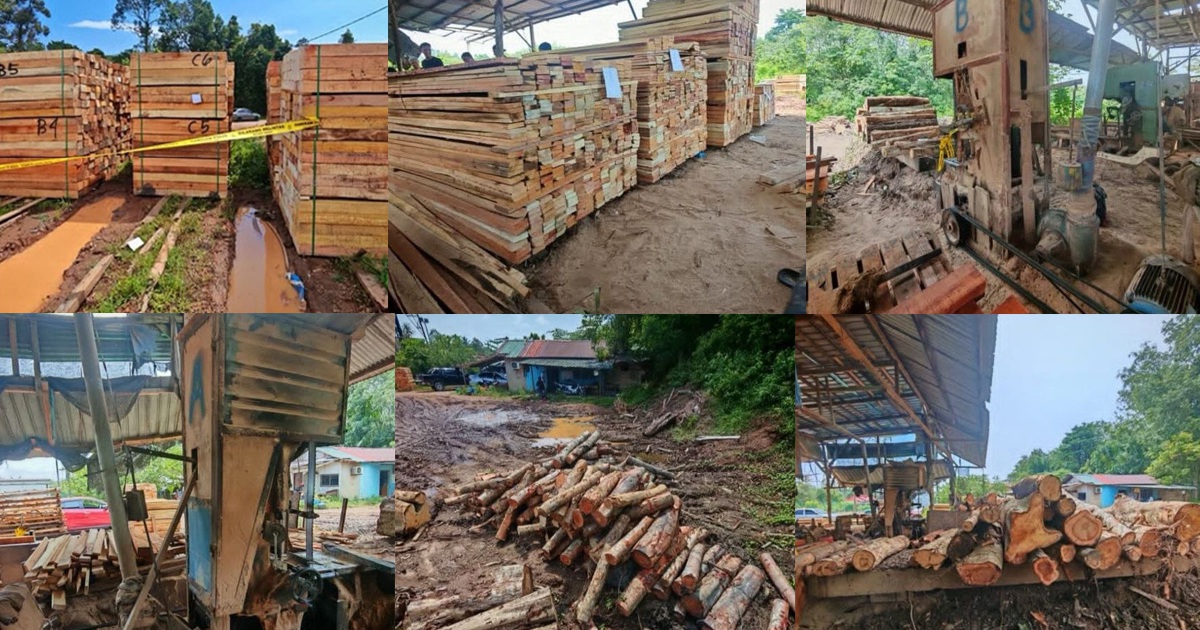 Four arrested in Kelantan sawmill crackdown; timber and machinery worth RM600,000 seized