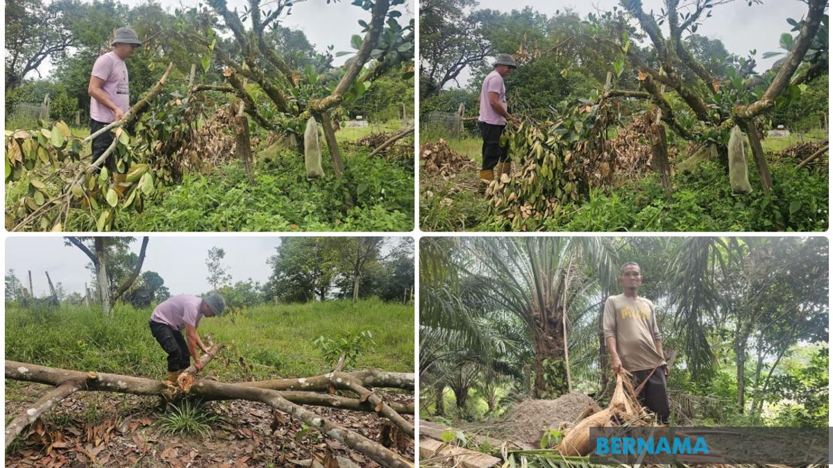 Elephant Invasions Escalate in Terengganu Suburb as Habitat Loss Drives Wildlife Into Homes