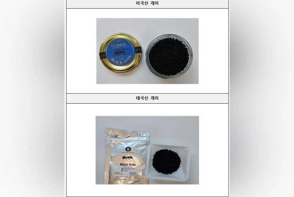 South Korean Michelin Chef Faces Prison for Serving Illegal Black Ants on Sorbet