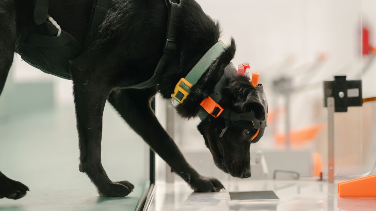 Indian startup harnesses dogs' sense of smell and artificial intelligence to revolutionise early cancer detection