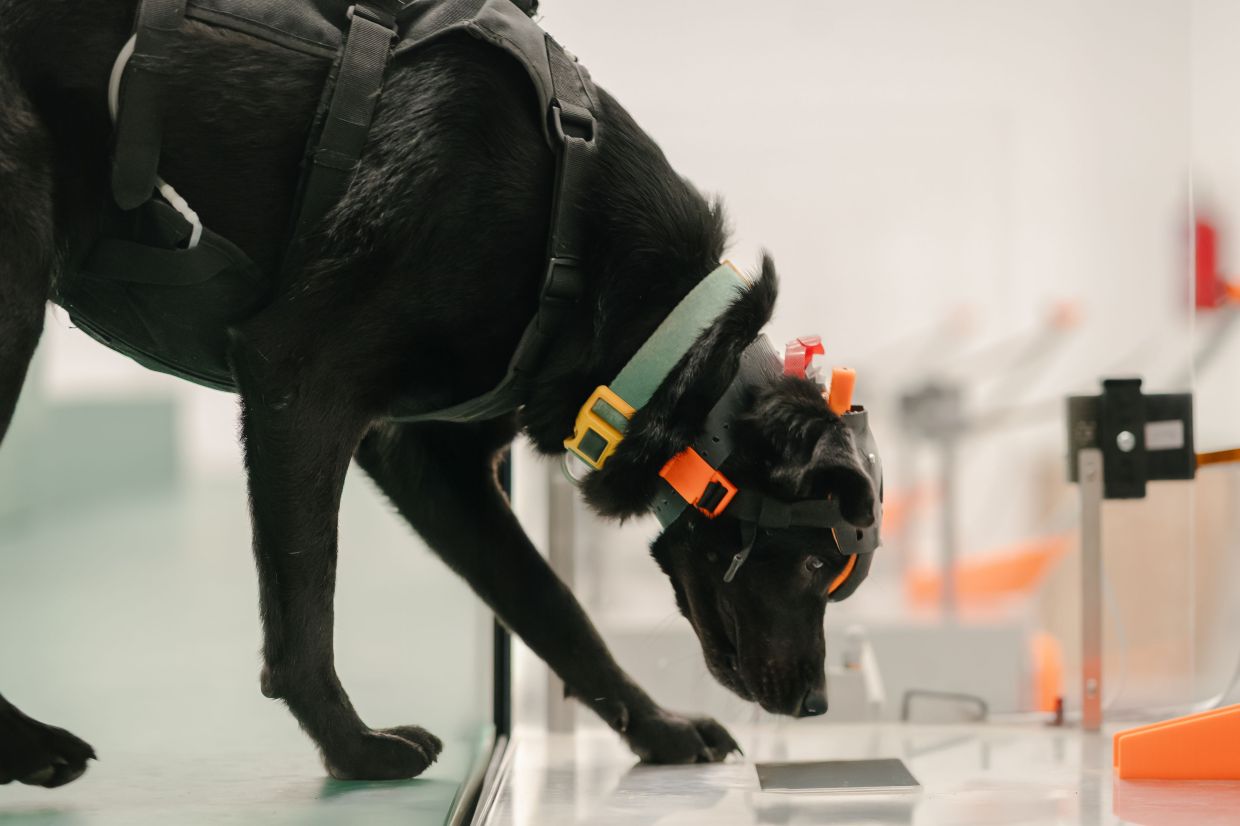 Indian startup harnesses dogs' sense of smell and artificial intelligence to revolutionise early cancer detection