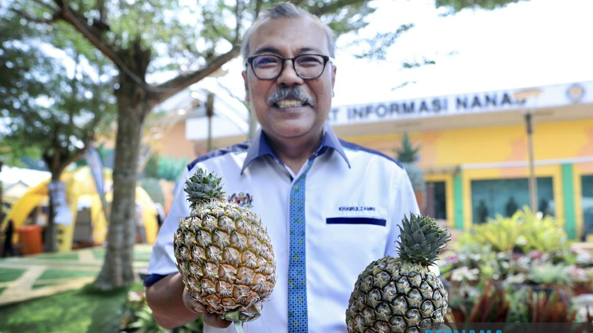 Sarawak's Golden Harvest: New Pineapple Variety Reshapes Malaysia's Agricultural Export Promise