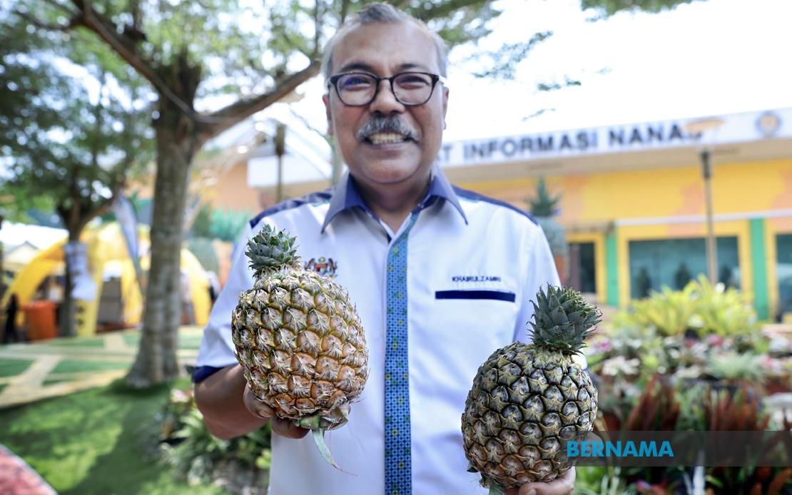 Sarawak's Golden Harvest: New Pineapple Variety Reshapes Malaysia's Agricultural Export Promise