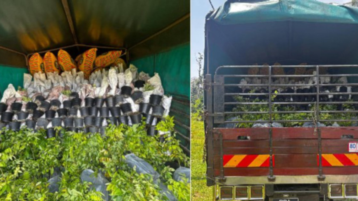 Lorry driver held with RM200k shipment of smuggled ornamental plant saplings