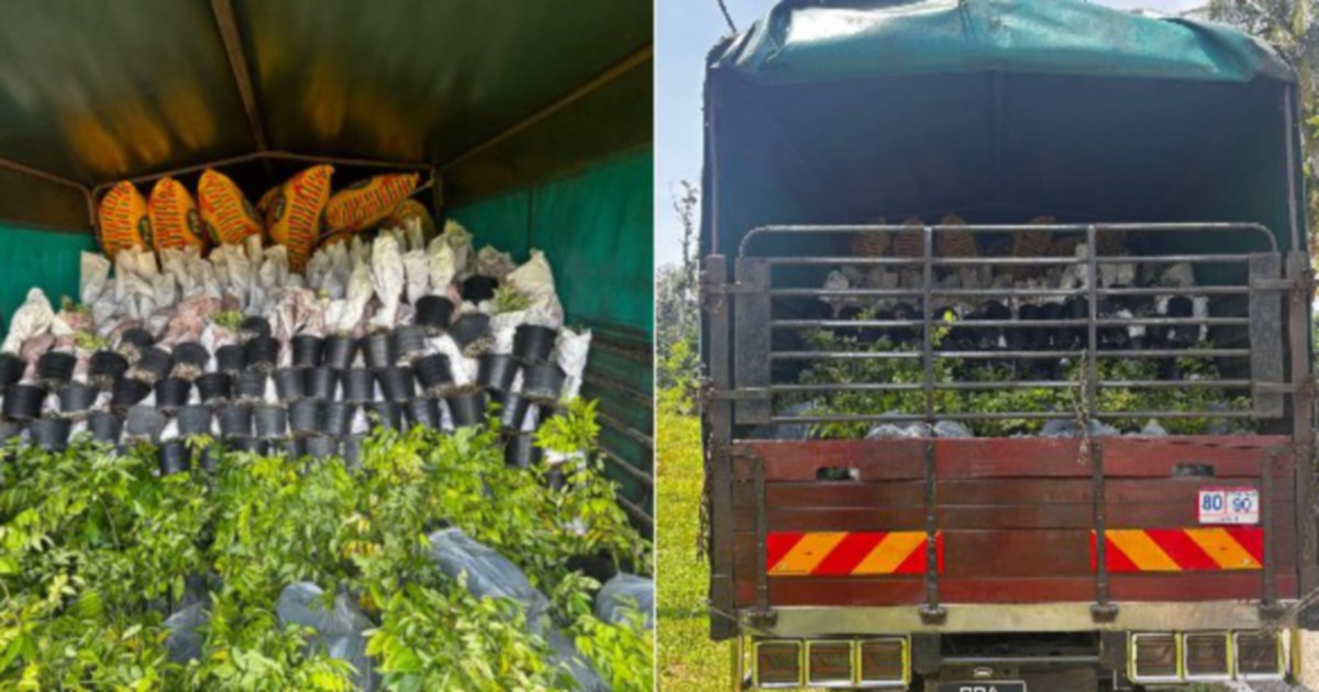 Lorry driver held with RM200k shipment of smuggled ornamental plant saplings