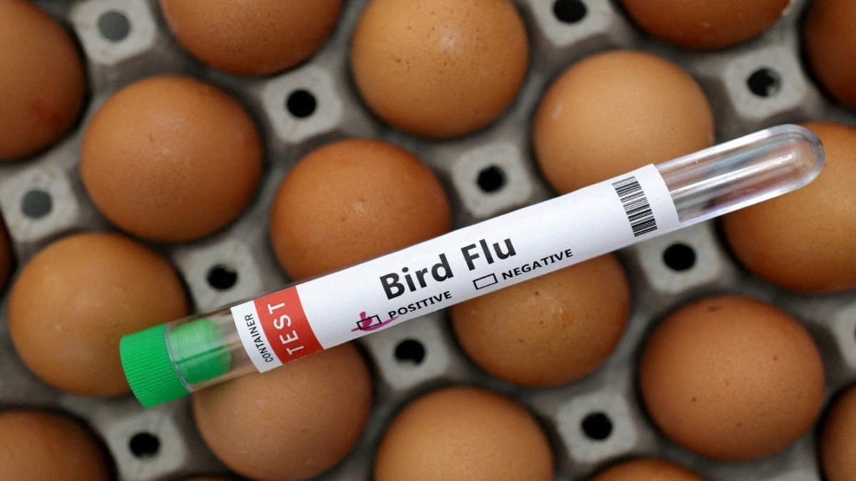Victoria Implements Mandatory Poultry Indoor Housing as H5N1 Bird Flu Spreads Across Australia