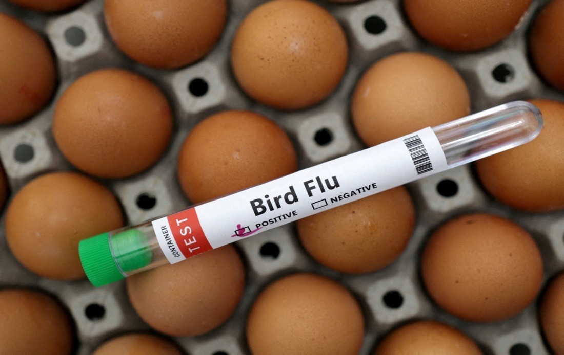 Victoria Implements Mandatory Poultry Indoor Housing as H5N1 Bird Flu Spreads Across Australia