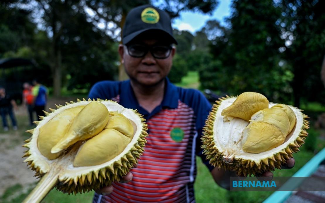 MARDI's MS88 Hybrid Durian Programme Expands to 25,000 Trees Across Malaysia
