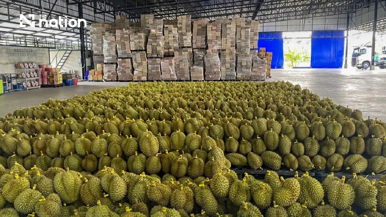 Thai durian exports to China surge past THB100bn milestone in first half of 2026
