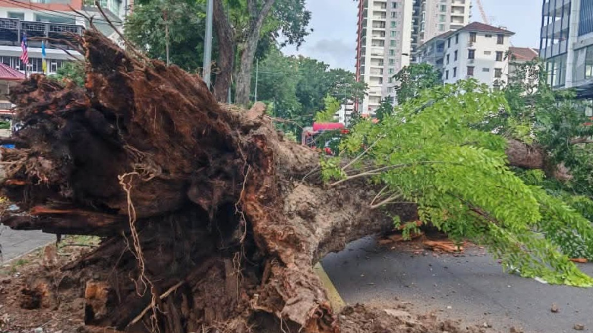 George Town's 90-Year-Old Angsana Tree Collapse: Infrastructure Stress and Root Decay Identified as Culprits