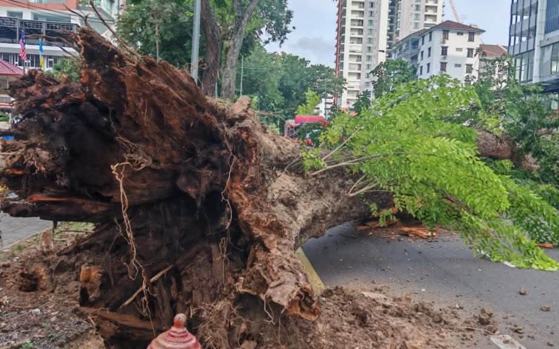 George Town's 90-Year-Old Angsana Tree Collapse: Infrastructure Stress and Root Decay Identified as Culprits
