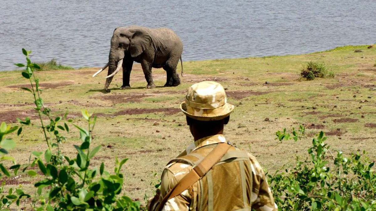 Kenya launches investigation into sudden death of 15 elephants at Amboseli National Park