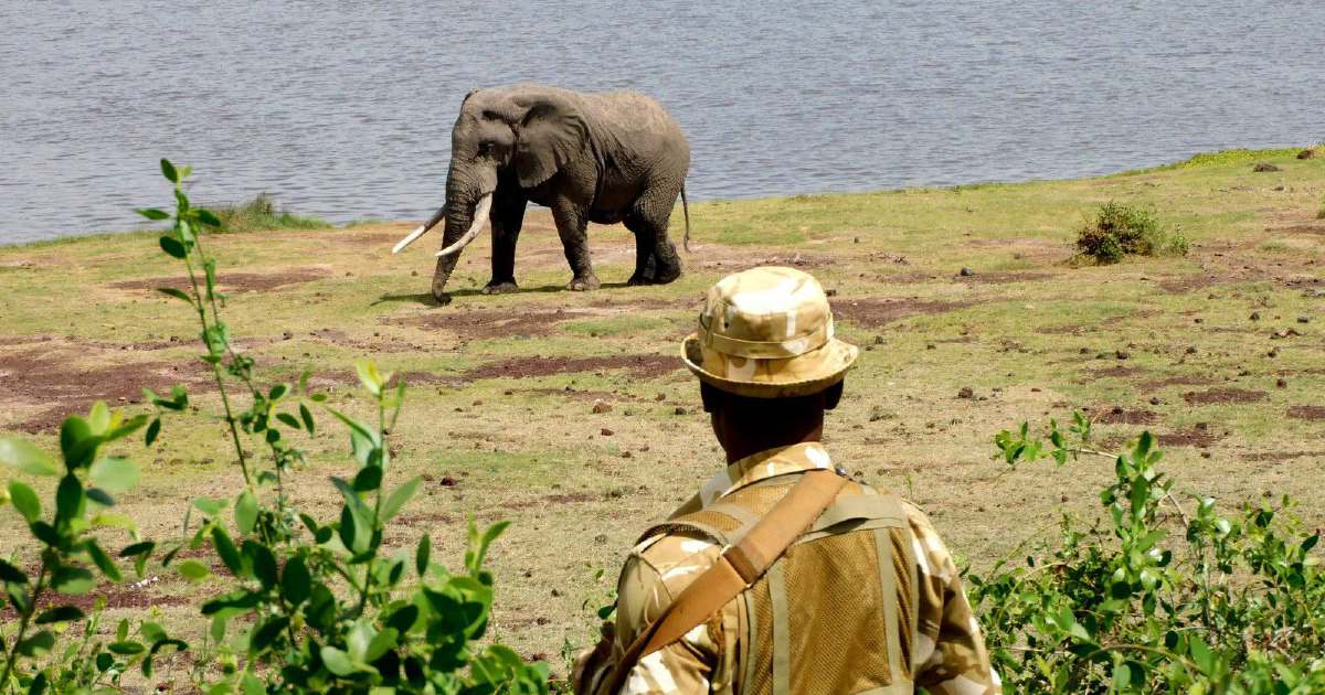 Kenya launches investigation into sudden death of 15 elephants at Amboseli National Park