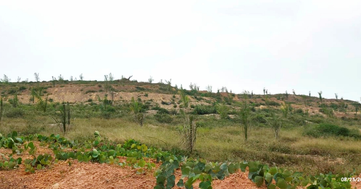 Felda Palong 7 Settlers Report Substandard Oil Palm Seedlings to MACC