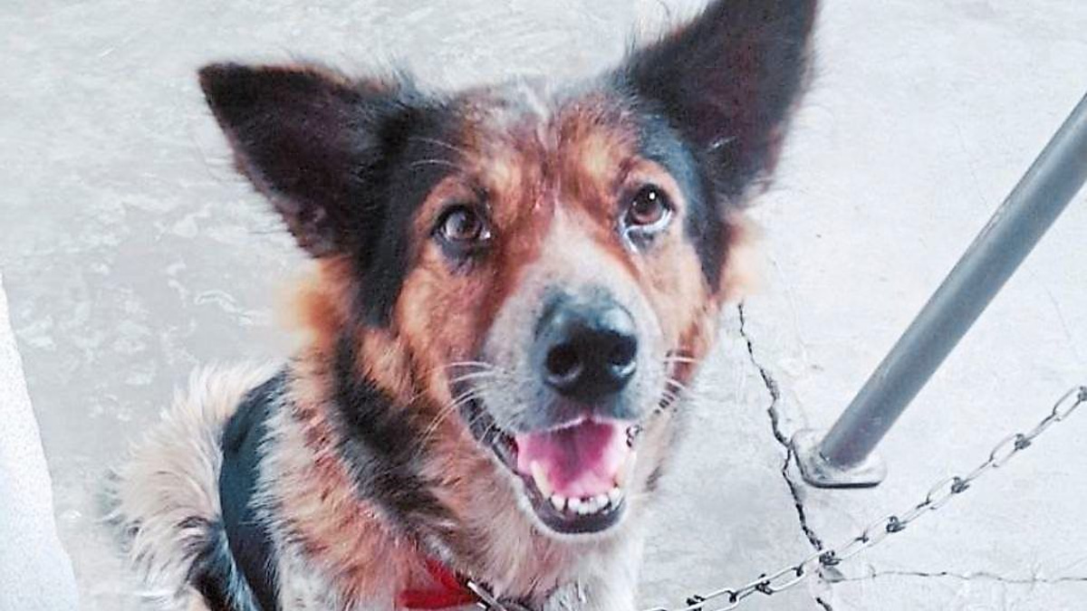 When Emergency Vet Care Fails: A Call for Better Animal Healthcare Infrastructure in Malaysia