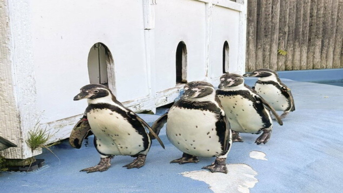 All Four Humboldt Penguins at Japanese Zoo Dead From Avian Malaria
