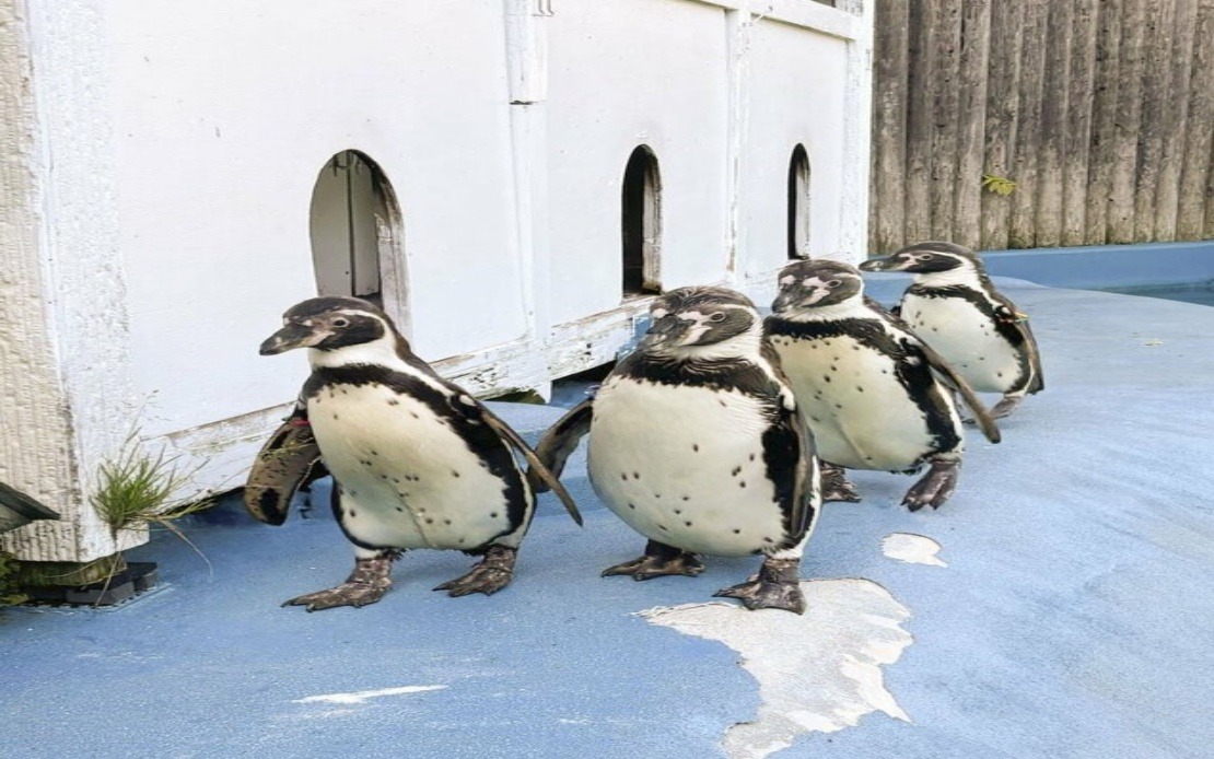 All Four Humboldt Penguins at Japanese Zoo Dead From Avian Malaria