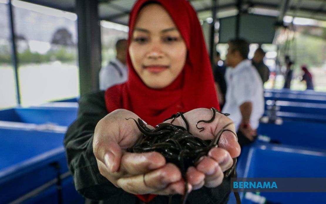 PTSS Bridges Education and Enterprise: Eel Farming Project Transforms Rural Communities in Perlis