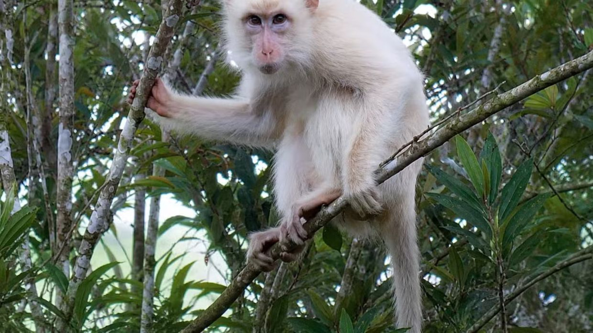 Philippines races to protect rare white macaque as viral social media fame threatens its survival