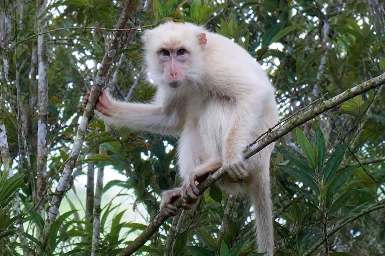 Philippines races to protect rare white macaque as viral social media fame threatens its survival