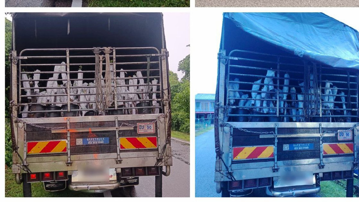 Lorry Driver And Attendant Nabbed With RM85,000 In Smuggled Plant Saplings From Thailand