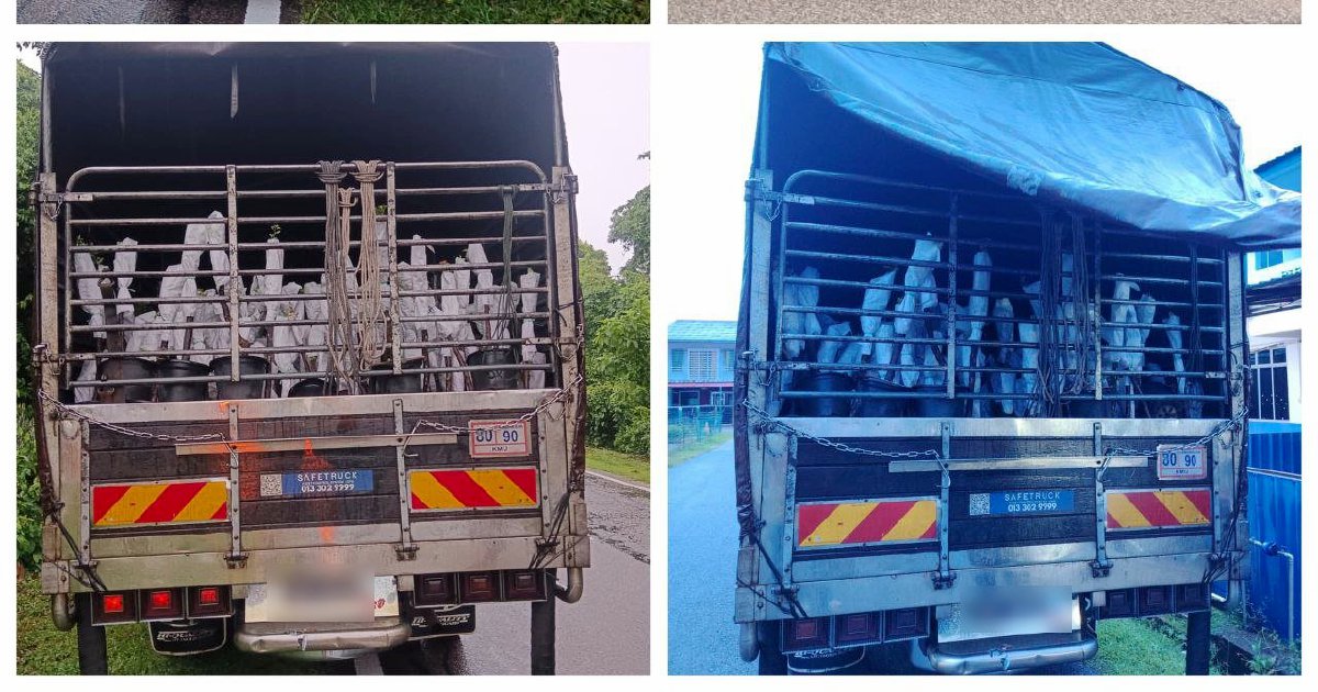 Lorry Driver And Attendant Nabbed With RM85,000 In Smuggled Plant Saplings From Thailand