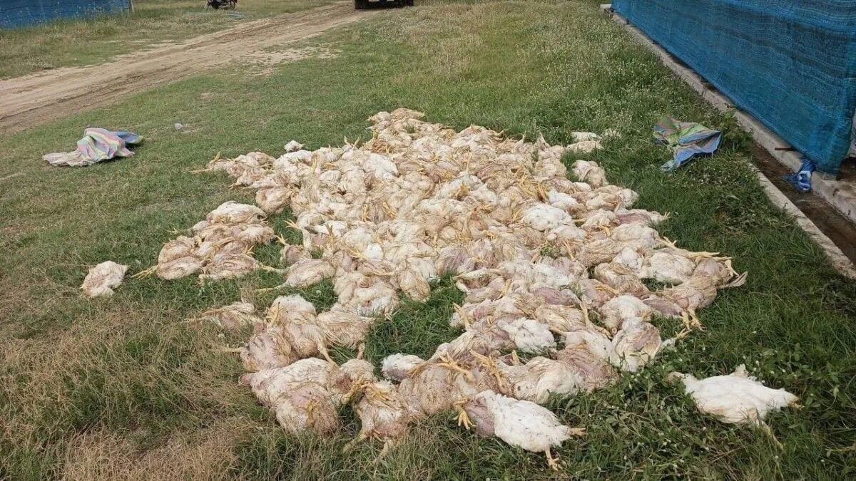 Cambodia battery recycling plant fire kills 2,000 chickens, triggers environmental crackdown