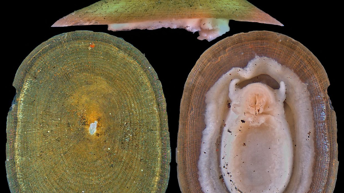 Deep-sea mining threatens majority of hydrothermal vent molluscs, warns IUCN in latest Red List update