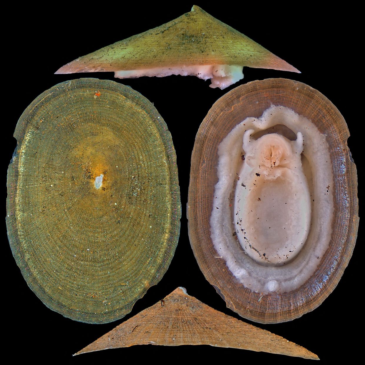 Deep-sea mining threatens majority of hydrothermal vent molluscs, warns IUCN in latest Red List update